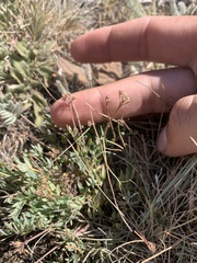 Lomatium greenmanii