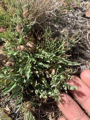 Lomatium greenmanii
