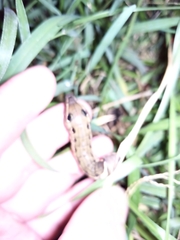 Spodoptera eridania