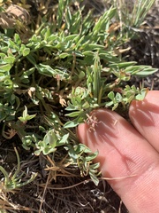 Lomatium greenmanii