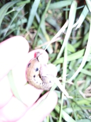 Spodoptera eridania