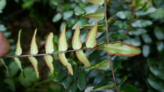Pellaea rotundifolia