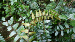 Pellaea rotundifolia