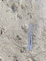 Paraechinus aethiopicus