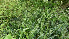 Pellaea rotundifolia