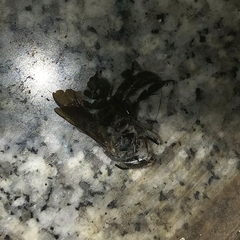 Zonamegilla
