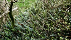 Pellaea rotundifolia