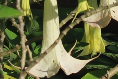 Brugmansia