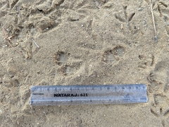 Paraechinus aethiopicus