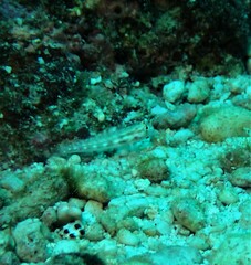 Gnatholepis cauerensis