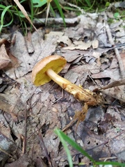 Aureoboletus