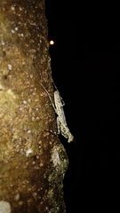 Liturgusa maya
