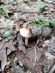 Lepiota
