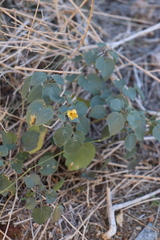 Physalis crassifolia
