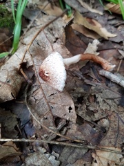 Lepiota