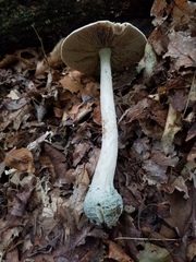 Amanita pelioma