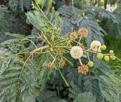 Leucaena