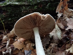 Amanita pelioma