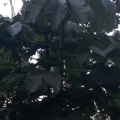 Cecropia peltata