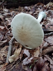Amanita pelioma