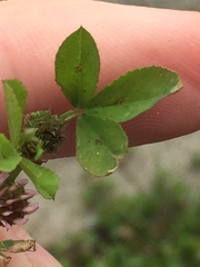 Trifolium glomeratum