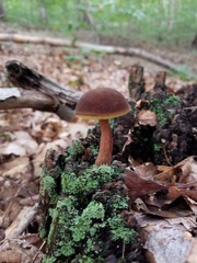 Boletellus chrysenteroides