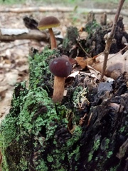 Boletellus chrysenteroides