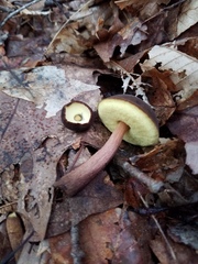 Boletellus chrysenteroides