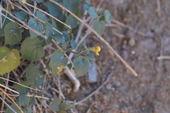 Physalis crassifolia