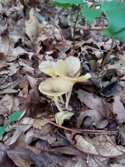 Gerronema strombodes