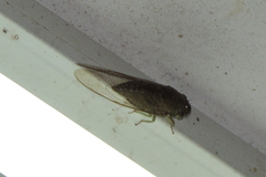 Cicadoidea
