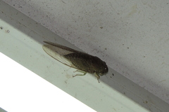 Cicadoidea