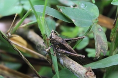 Eppia truncatipennis image