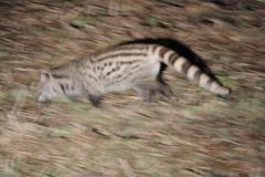 Viverricula indica