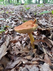 Aureoboletus roxanae