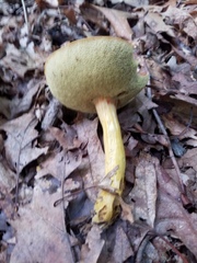 Aureoboletus roxanae