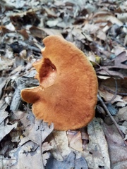 Aureoboletus roxanae
