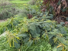 Leucaena