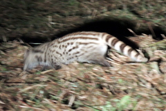 Viverricula indica