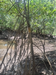 Rhizophora