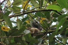 Sciurus variegatoides helveolus