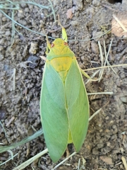 Cystosoma saundersii