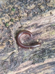 Leptogoniulus sorornus