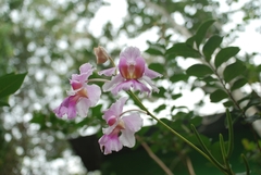 Papilionanthe