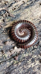 Leptogoniulus sorornus