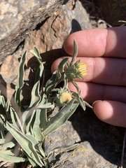 Pyrrocoma carthamoides cusickii