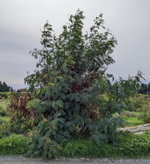 Leucaena