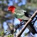Southern Australian King Parrot - Photo (c) Ken McInnes, some rights reserved (CC BY-NC), uploaded by Ken McInnes