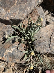 Pyrrocoma carthamoides cusickii