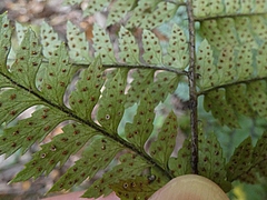 Polystichum neozelandicum